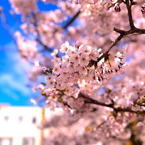 くるみ学園の桜をご紹介します。