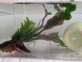 ザリガニの赤ちゃんが誕生✨