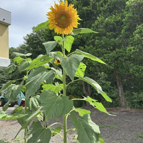 ひまわり・コスモス鑑賞会🌻